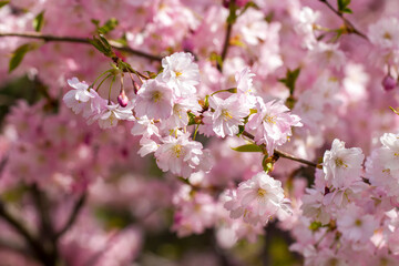 Pink cherry blossom. Sakura power flowers. Sakura bloom, close up. Pink cherry blossoming flowers, bokeh light background