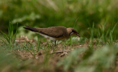 oriental pratincole bird in habitat