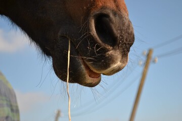 Naklejka premium Horse eating