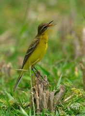 yellow wagtail bird in habitat