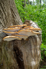 Fototapeta premium Large Dryad's Saddle (Polyporus squamosus), Fungi On A Tree Trunk