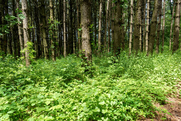 Fototapeta na wymiar Pine Forest Planted In A Conservation Area Ontario Canada