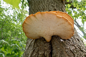 Underside Of Dryad's Saddle (Polyporus squamosus), Fungus On A Tree Trunk