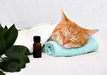 A cat sleeping on a massage table while taking spa treatments