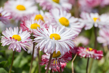 Asters and daisies on a flower bed. Colorful background of flowers.