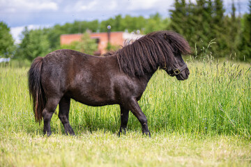 Mini pony horse in the meadow surrounded by flying insects