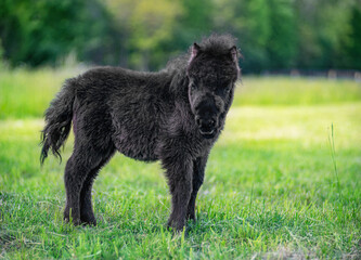 Black baby miniature horse on sunny summer day in the meadow
