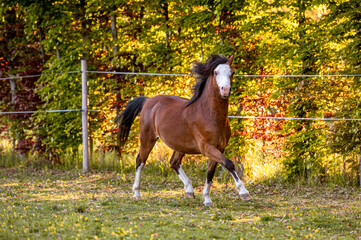 Beautiful stunning welsh mountain pony young helathy stallion running and posing on pasture on...