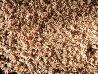 Texture of fresh sawdust in the rays of the setting sun. Image with selective focus. Background image of wooden sawdust.