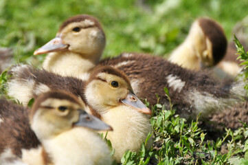 Young musk ducks (Cairina moschata) breed