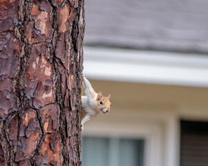 Rare White Eastern Grey Squirrel Peeking Around a Tree Trunk