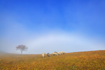 A beautiful white sheeps stands on the meadow on yellow grass. Autumn scenery of village. Mountains landscape with fog and blue sky. Landscape for desktop wallpaper. Colorful background.