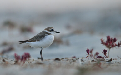 plover bird in a sea beach