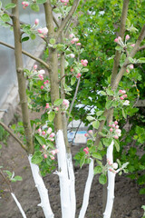 the trunk of a blooming apple tree is painted to protect the tree trunk from parasites