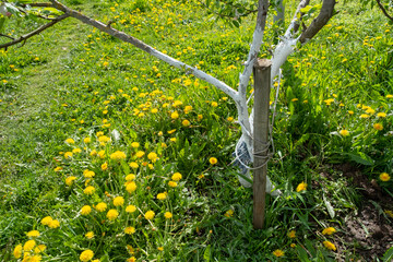 the trunk of a flowering apple tree is painted to protect the tree trunk from parasites. Also, the trunk of the tree is tied with a rope to protect the trunk from strong winds.