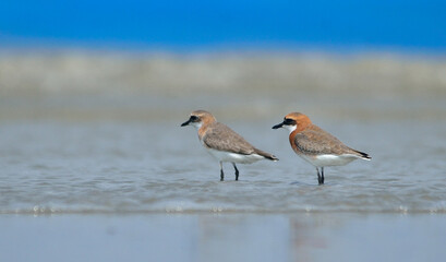 plover bird in a sea beach