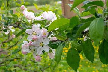 Apple blossom blooms on a branch. A sign of a good fruit harvest