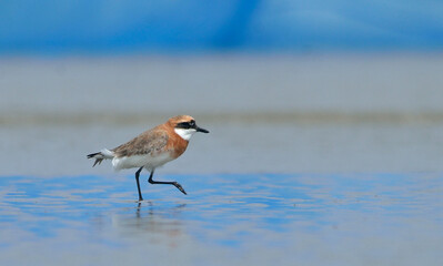 plover bird in a sea beach