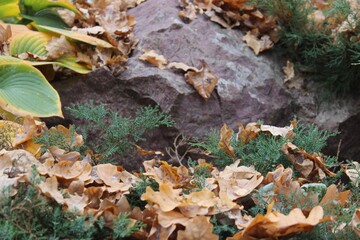 autumn leaves on the ground