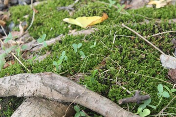 grass in the park