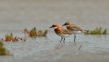plover bird in a sea beach