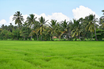 Obraz premium risaia