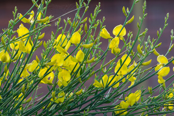 Ornamental plant with pear-shaped stems and yellow flowers.