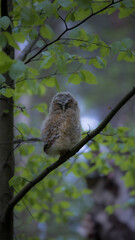 baby Owl