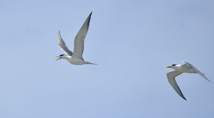 greater crested tern bird in fly