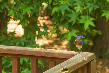 Male Eastern Bluebird Perched on a Deck in Spring.