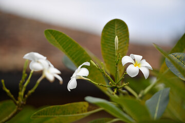 Obraz premium flower