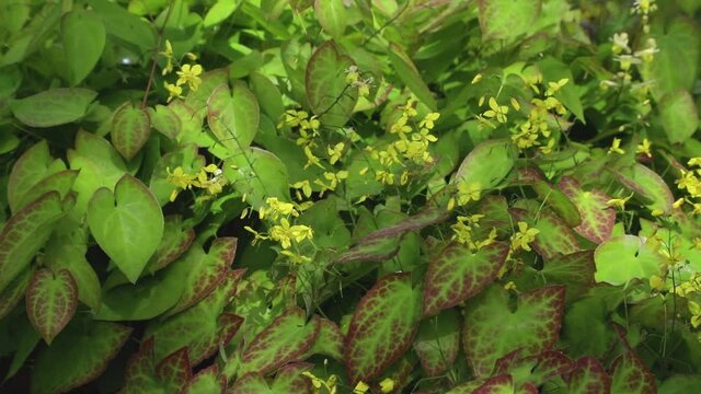 Barrenwort yellow flowers blown by wind in garden in sunny day. Side view, close up.