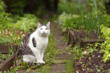 country cat outdoor closeup photo walking on green grass background