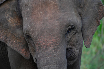 Fototapeta premium elefante