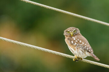 A Pacific pygmy owl (Glaucidium peruanum) perched on a telephonic wire in Churute Mangroves in Ecuador