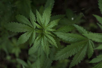 Growing organic cannabis herb on the farm, close up of cannabis leaf. 
Marijuana leaves in young cannabis plant a beautiful background. Medicinal indica with CBD. background green.