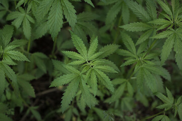 Growing organic cannabis herb on the farm, close up of cannabis leaf. 
Marijuana leaves in young cannabis plant a beautiful background. Medicinal indica with CBD. background green.