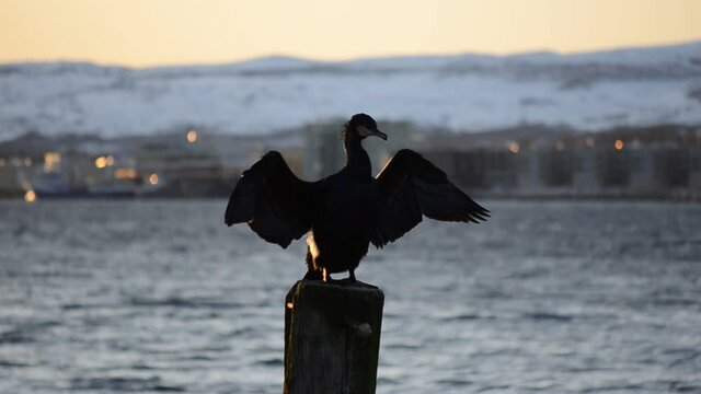 big black cormorant bird sitting on wooden pier pole spreading wings to dry