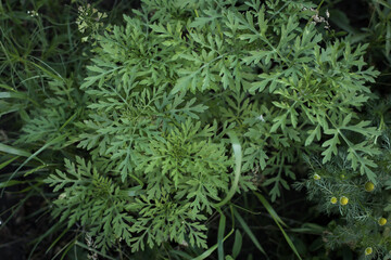 Ragweed bushes. Ambrosia artemisiifolia causing allergy summer and autumn. ambrosia is a dangerous weed. its pollen causes a strong allergy at the mouth during flowering.