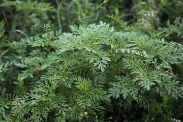 Ragweed bushes. Ambrosia artemisiifolia causing allergy summer and autumn. ambrosia is a dangerous weed. its pollen causes a strong allergy at the mouth during flowering.