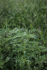 Ragweed bushes. Ambrosia artemisiifolia causing allergy summer and autumn. ambrosia is a dangerous weed. its pollen causes a strong allergy at the mouth during flowering.