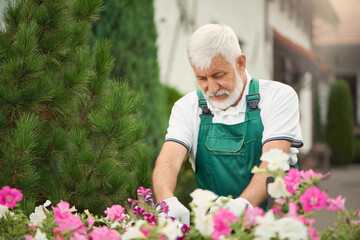 Senior gardener pruning flowers on backyard.