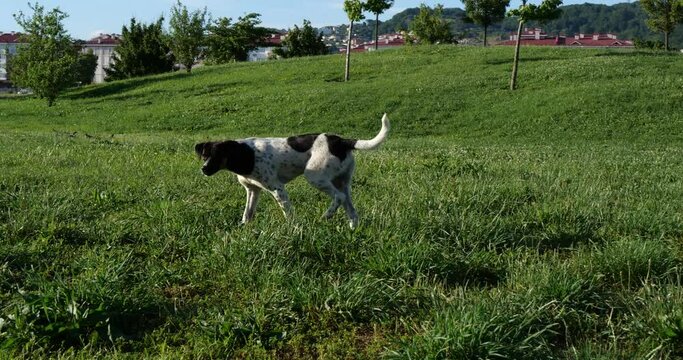the dog stretches and then walks through the park