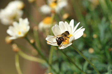 Biene im blühenden Garten