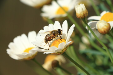 Biene im blühenden Garten