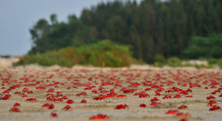 red feedle crab in sand beach
