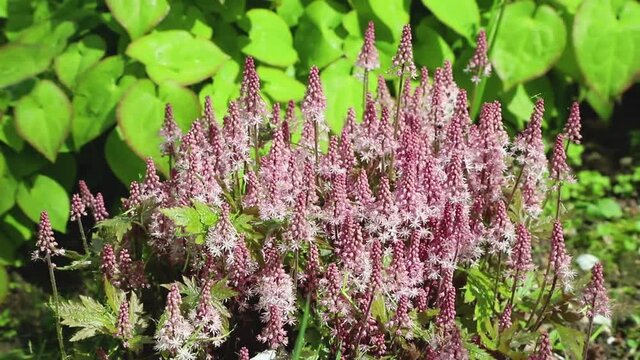 Tiarella pink flowers blown by wind in garden in sunny day. Side view, close up.