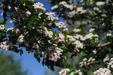 Weißdornbusch in voller Blüte