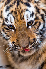 portrait of a little tiger cub shot close-up