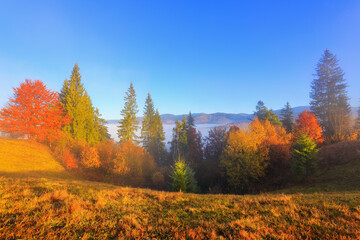 Fototapeta premium Autumn landscape in the sunny day. Thick fog covered the valley. In the beautiful forest of the trees with the orange, yellow green coloured leaves and golden grass. High mountain and blue sky.